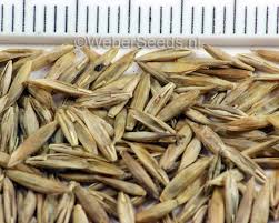 Attēlu rezultāti vaicājumam “Festuca pratensis”