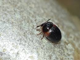 Attēlu rezultāti vaicājumam “Anisotoma humeralis”