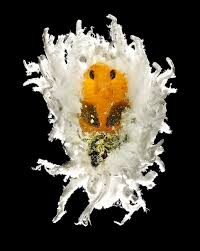 Image result for Cryptolaemus