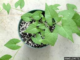 Attēlu rezultāti vaicājumam “Fallopia convolvulus leaf”