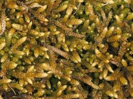 Attēlu rezultāti vaicājumam “Myurella julacea”