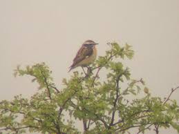 Attēlu rezultāti vaicājumam “Saxicola rubetra juvenile”