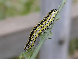 Attēlu rezultāti vaicājumam “Calophasia lunula larva”