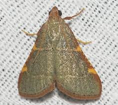 Attēlu rezultāti vaicājumam “Hypsopygia glaucinalis”