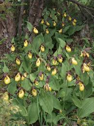 Attēlu rezultāti vaicājumam “Cypripedium calceolus leaf”