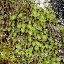 Attēlu rezultāti vaicājumam “Pohlia proligera”