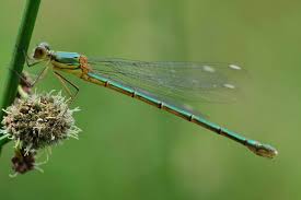 Attēlu rezultāti vaicājumam “Chalcolestes viridis”