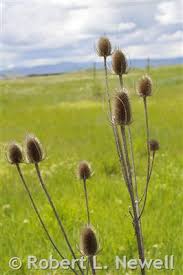 Attēlu rezultāti vaicājumam “Dipsacus fullonum”