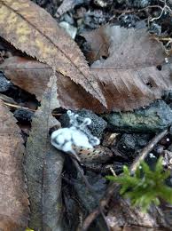 Attēlu rezultāti vaicājumam “Torrubiella arachnophila”