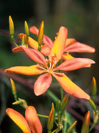 Image result for Pardancanda norrisii