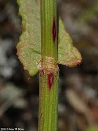Attēlu rezultāti vaicājumam “Rumex acetosa flower”