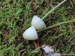 Attēlu rezultāti vaicājumam “Mycena epipterygia”