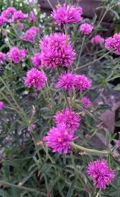 Image result for Kugelamarant