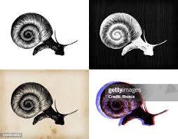 Attēlu rezultāti vaicājumam “Planorbidae”