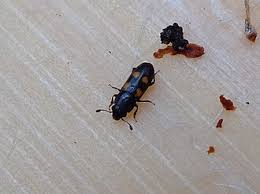 Attēlu rezultāti vaicājumam “Glischrochilus quadripunctatus”