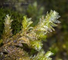 Attēlu rezultāti vaicājumam “Eurhynchiastrum pulchellum macro”