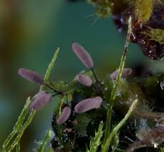 Attēlu rezultāti vaicājumam “Comatricha ellae macro”