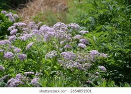 Image result for Pimpinella major