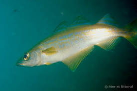 Image result for Pollachius pollachius