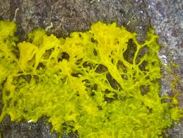 Attēlu rezultāti vaicājumam “Badhamia flavoglauca sessile”