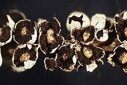 Attēlu rezultāti vaicājumam “Diderma chondrioderma”