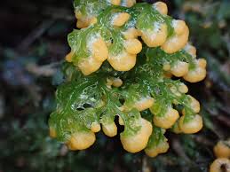 Attēlu rezultāti vaicājumam “Lignydium muscorum”