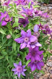 Image result for clematis multi blue