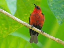 Attēlu rezultāti vaicājumam “Myurella julacea”