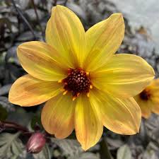 Image result for Dahlia hybrid.