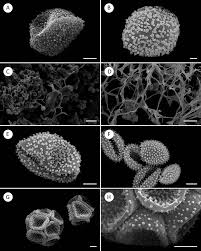 Attēlu rezultāti vaicājumam “Enerthenema papillatum young”