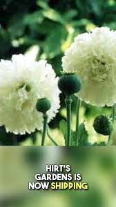 Image result for Papaver somniferum White Cloud