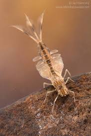 Attēlu rezultāti vaicājumam “Siphlonurus”