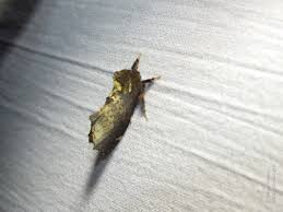 Attēlu rezultāti vaicājumam “Odontosia carmelita”