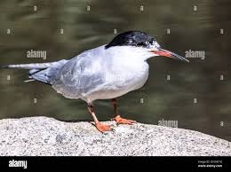 Attēlu rezultāti vaicājumam “Sterna hirundo adult”