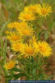 Attēlu rezultāti vaicājumam “Inula britannica”