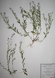 Attēlu rezultāti vaicājumam “Polygala amarella”