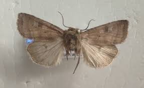 Attēlu rezultāti vaicājumam “Diarsia florida”