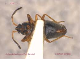 Attēlu rezultāti vaicājumam “Scolopostethus thomsoni”