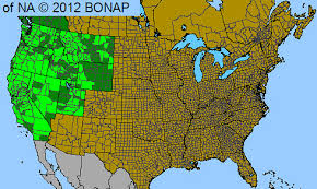 Attēlu rezultāti vaicājumam “Batrachium circinatum leaf”