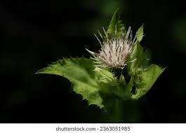 Attēlu rezultāti vaicājumam “Cirsium oleraceum leaf”