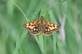 Attēlu rezultāti vaicājumam “Carterocephalus silvicolus female”
