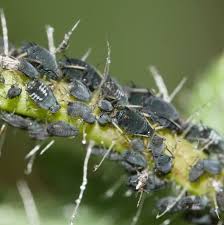 Attēlu rezultāti vaicājumam “Aphis fabae”