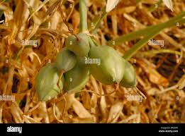 Attēlu rezultāti vaicājumam “Amarillidaceae”