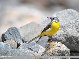 Attēlu rezultāti vaicājumam “Motacilla cinerea”