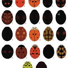 Attēlu rezultāti vaicājumam “Adalia bipunctata”