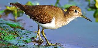 Attēlu rezultāti vaicājumam “Actitis hypoleucos”