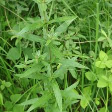 Attēlu rezultāti vaicājumam “Lythrum salicaria leaf”