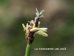 Attēlu rezultāti vaicājumam “Eleocharis uniglumis fruit”