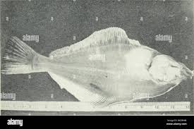 Image result for Parophrys vetulus