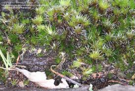 Attēlu rezultāti vaicājumam “Campylopus introflexus”